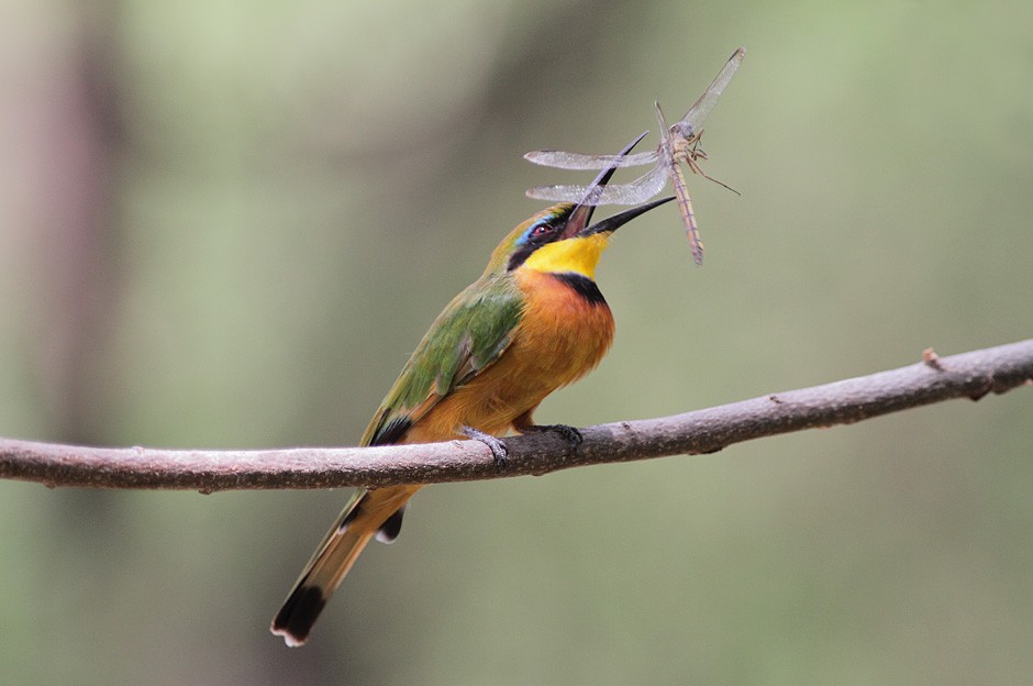 Little Bee-eater - Piotr Jonczyk
