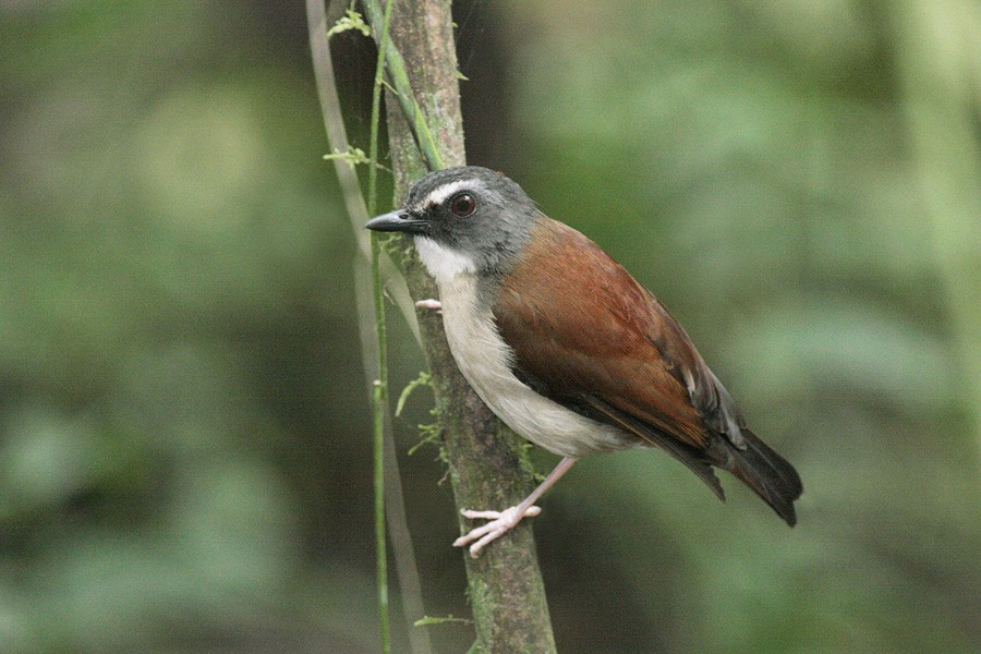 Brown-chested Alethe (Chestnut-backed) - eBird