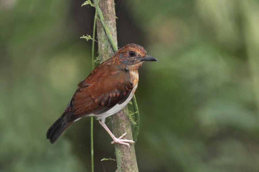Brown-chested Alethe (Chestnut-backed) - ML204955021