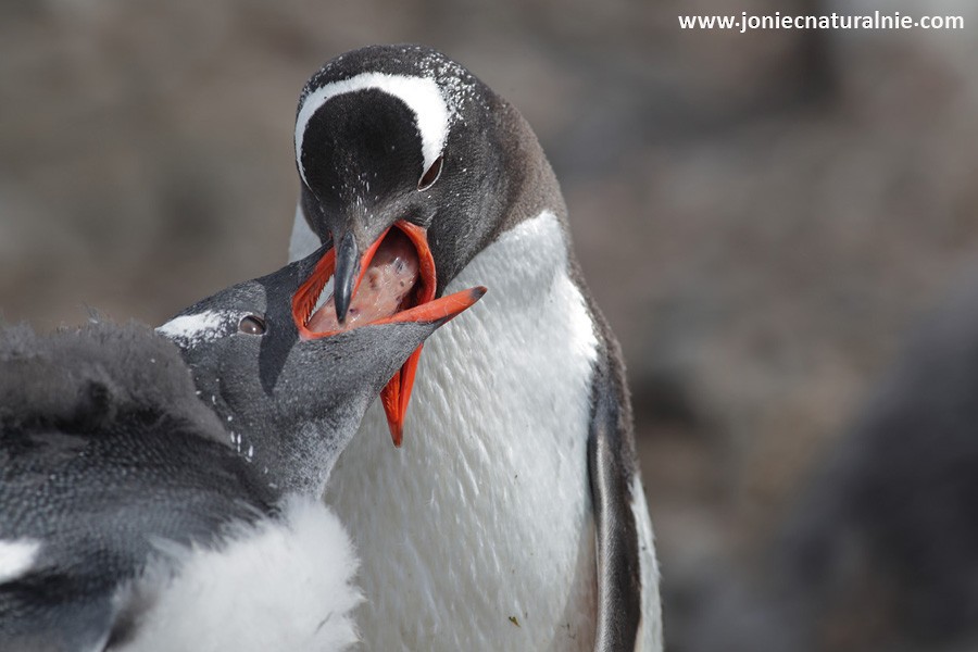 Gentoo Penguin - Piotr Jonczyk