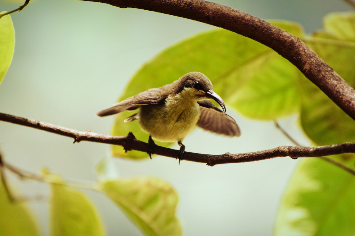 Loten's Sunbird - Asiri  Gauthamadsa