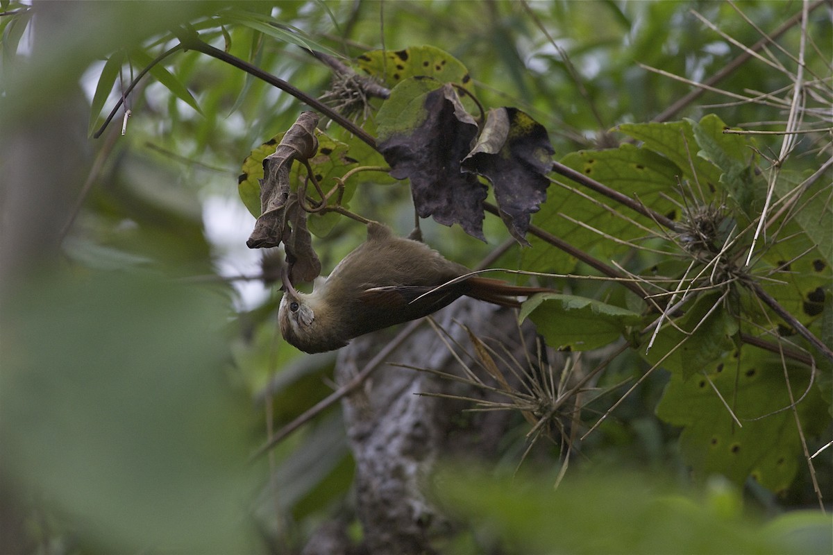 Creamy-crested Spinetail - Marc FASOL