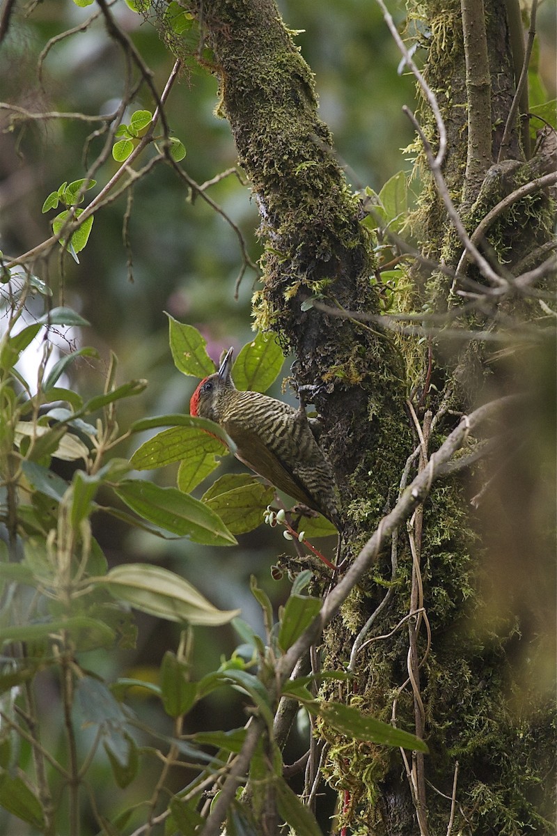 Bar-bellied Woodpecker - Marc FASOL
