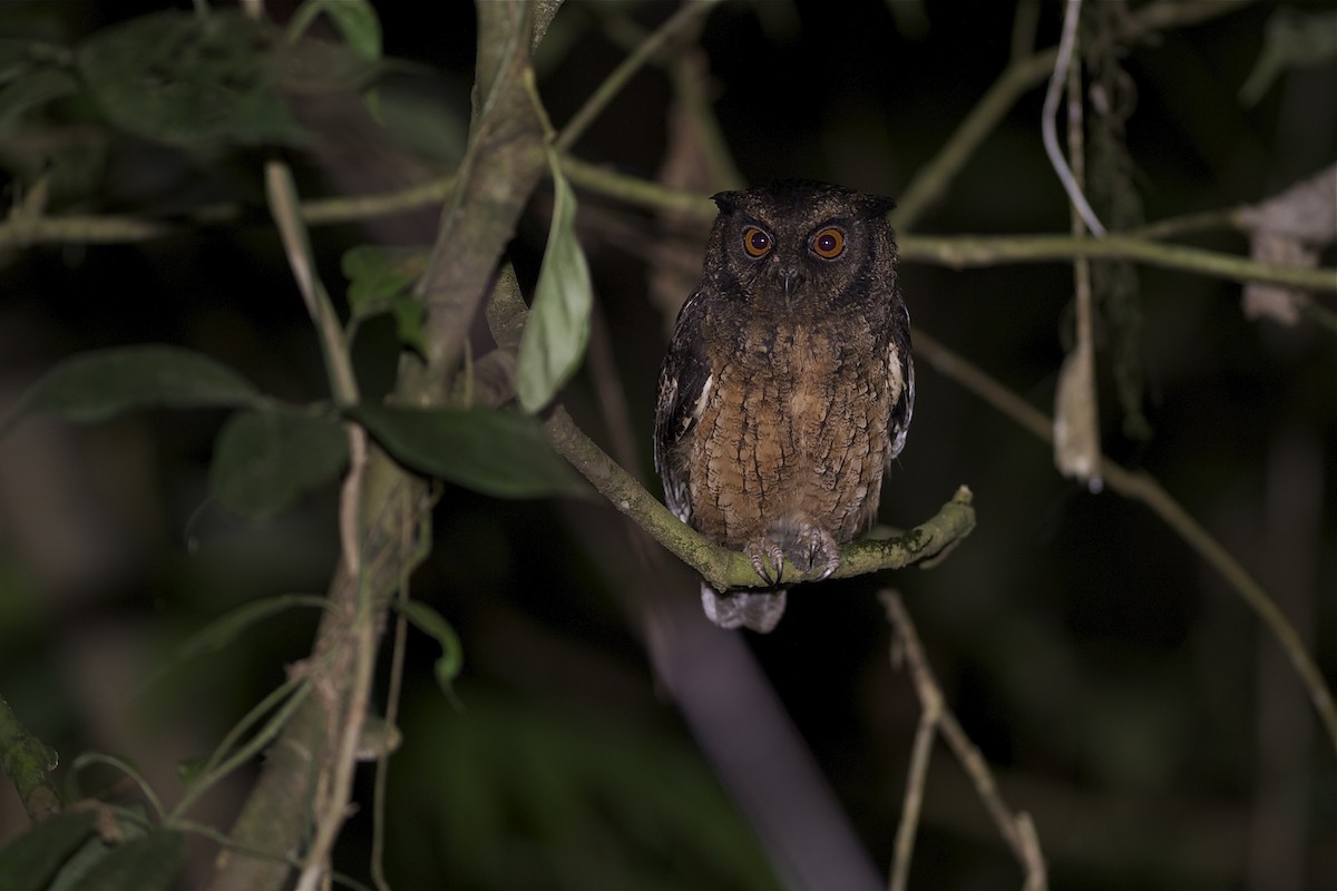 Tawny-bellied Screech-Owl - ML204955581