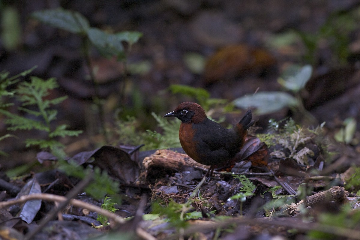 Rufous-breasted Antthrush - Marc FASOL