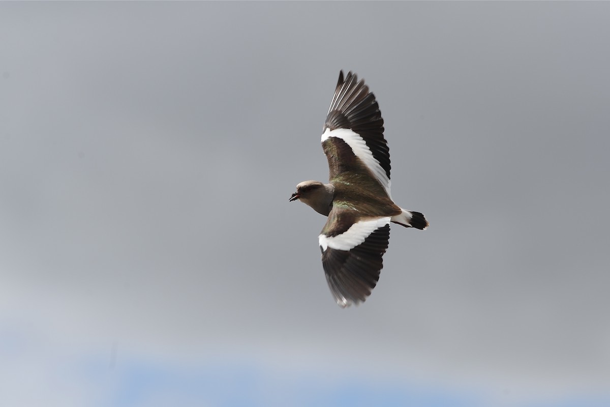 Andean Lapwing - ML204955691