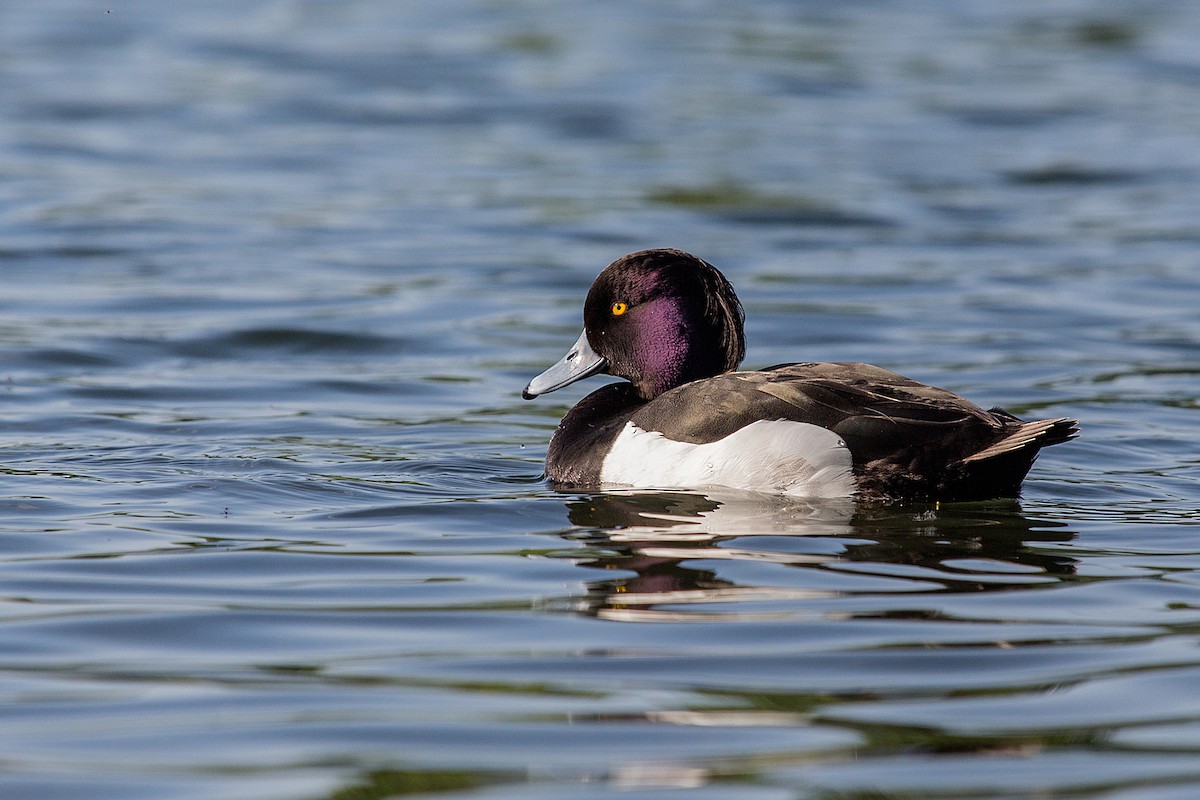 Tufted Duck - ML204955931