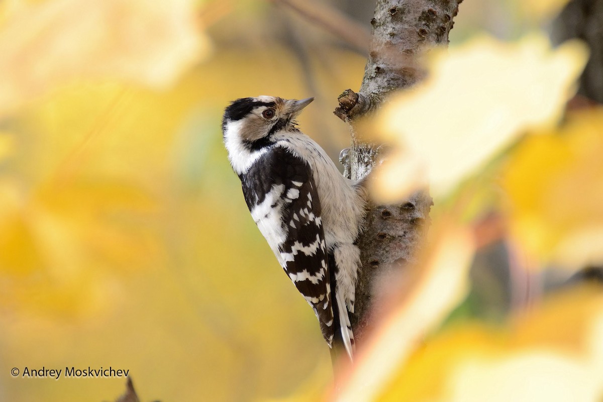 Lesser Spotted Woodpecker - Andrey Moskvichev