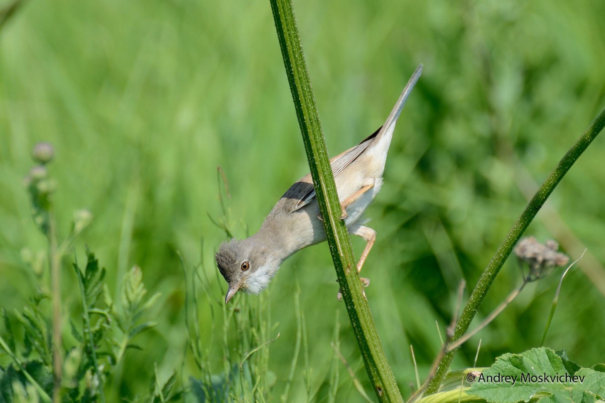 Greater Whitethroat - Andrey Moskvichev