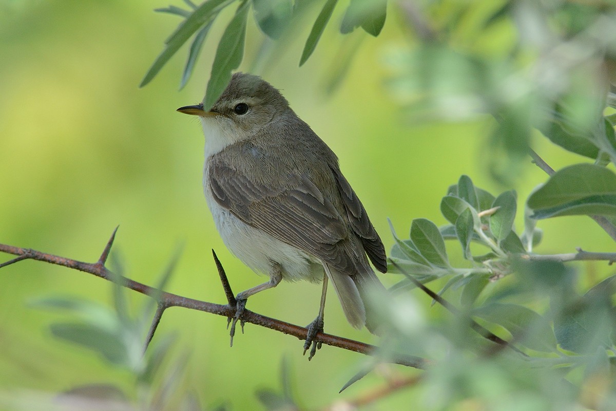Booted Warbler - ML204956161