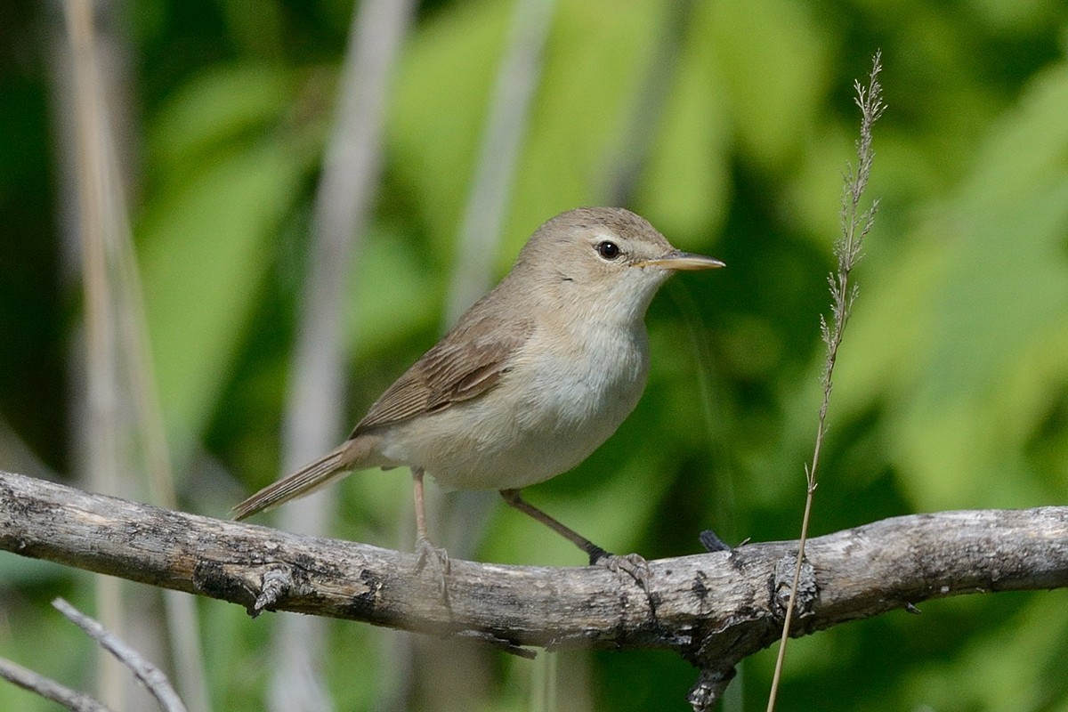 Booted Warbler - ML204956171