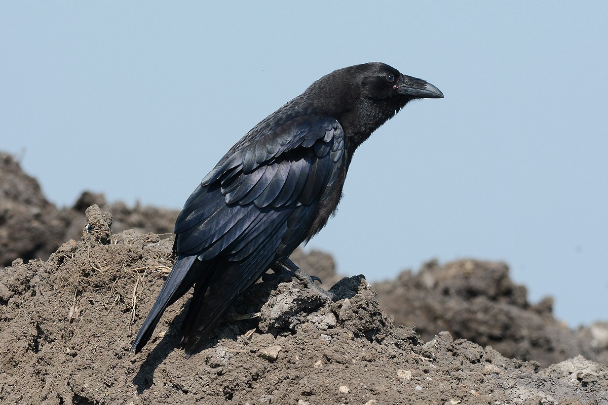 Common Raven - Andrey Moskvichev