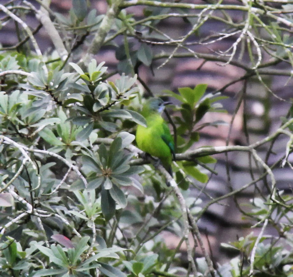 Orange-bellied Leafbird (Grayish-crowned) - ML204956491