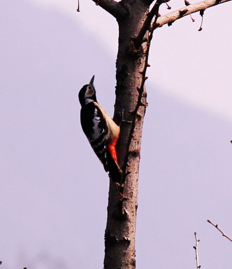 Great Spotted Woodpecker - Marcos Wei