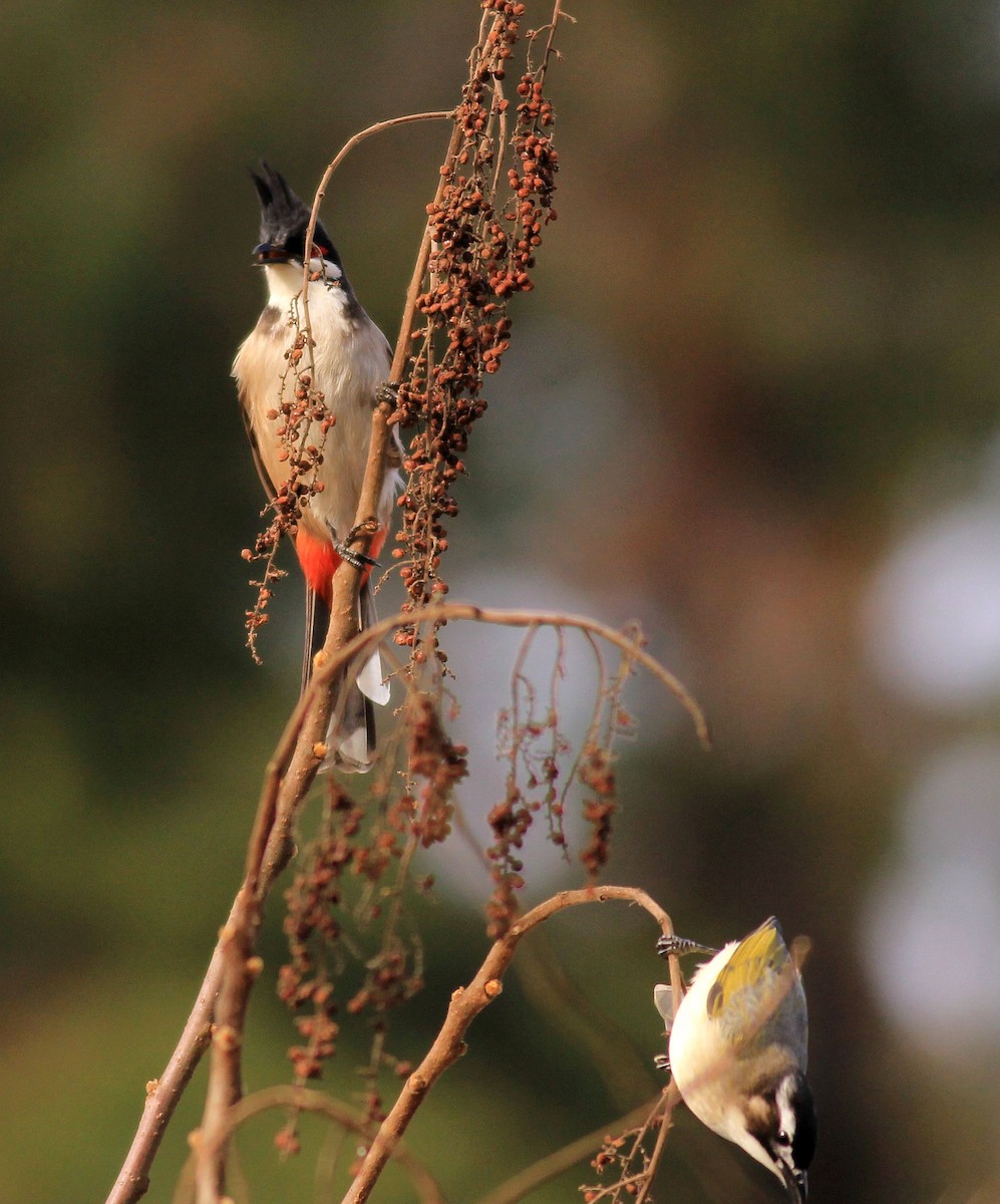Red-whiskered Bulbul - Marcos Wei