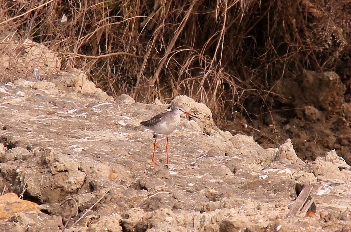 Spotted Redshank - Marcos Wei