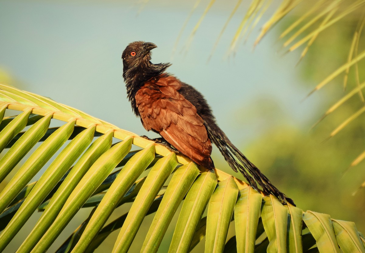 Greater Coucal - ML204957141