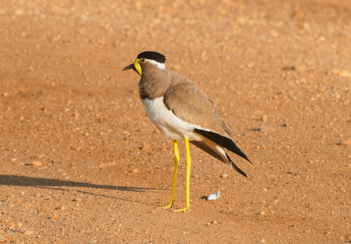 Yellow-wattled Lapwing - Asiri  Gauthamadsa