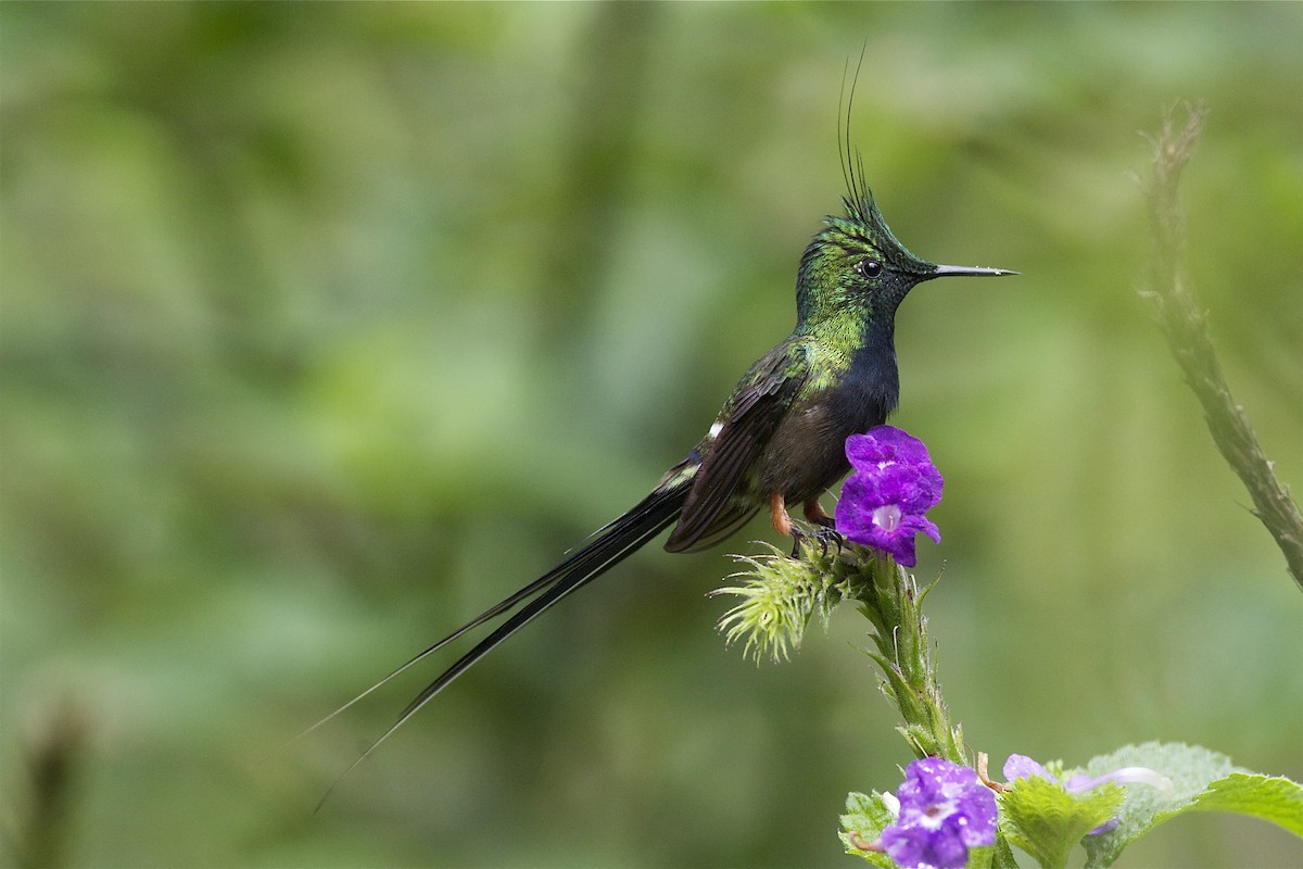 Wire-crested Thorntail - Marc FASOL