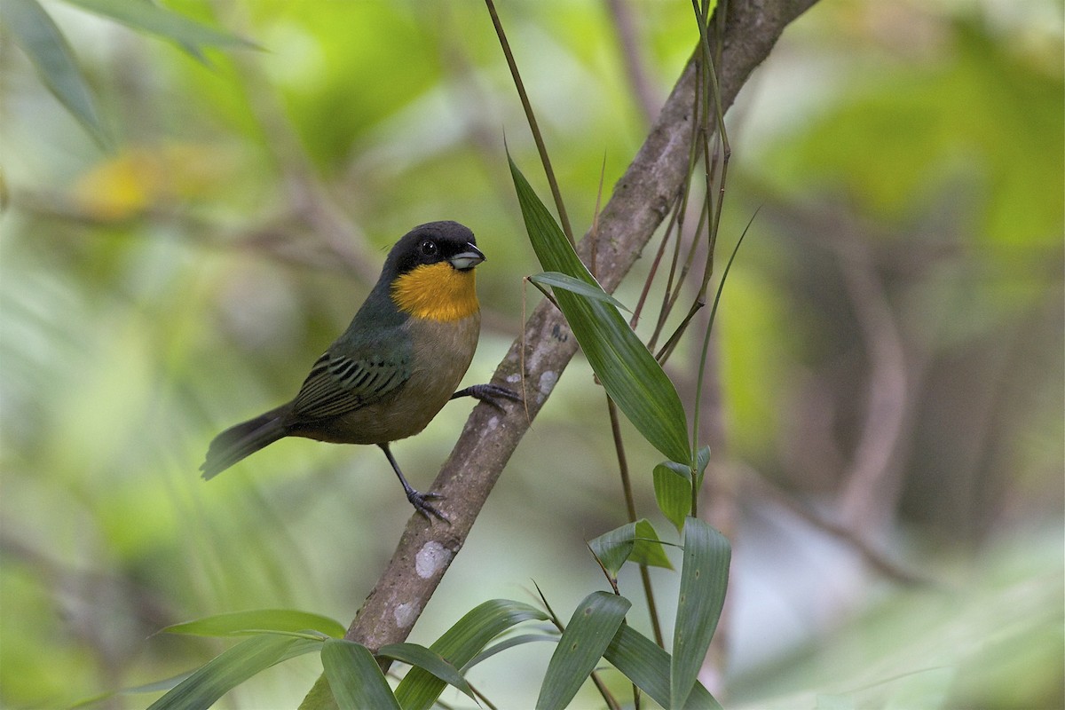 Yellow-throated Tanager - Marc FASOL