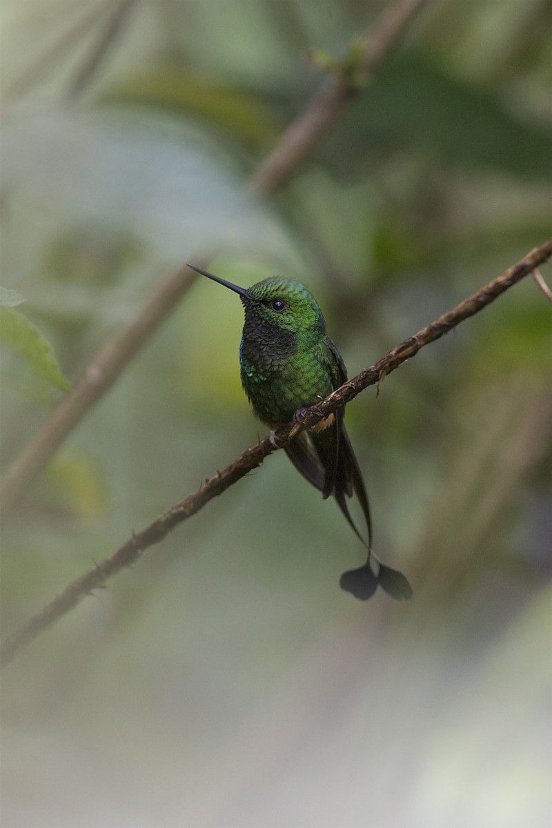 Rufous-booted Racket-tail (Anna's) - ML204958151