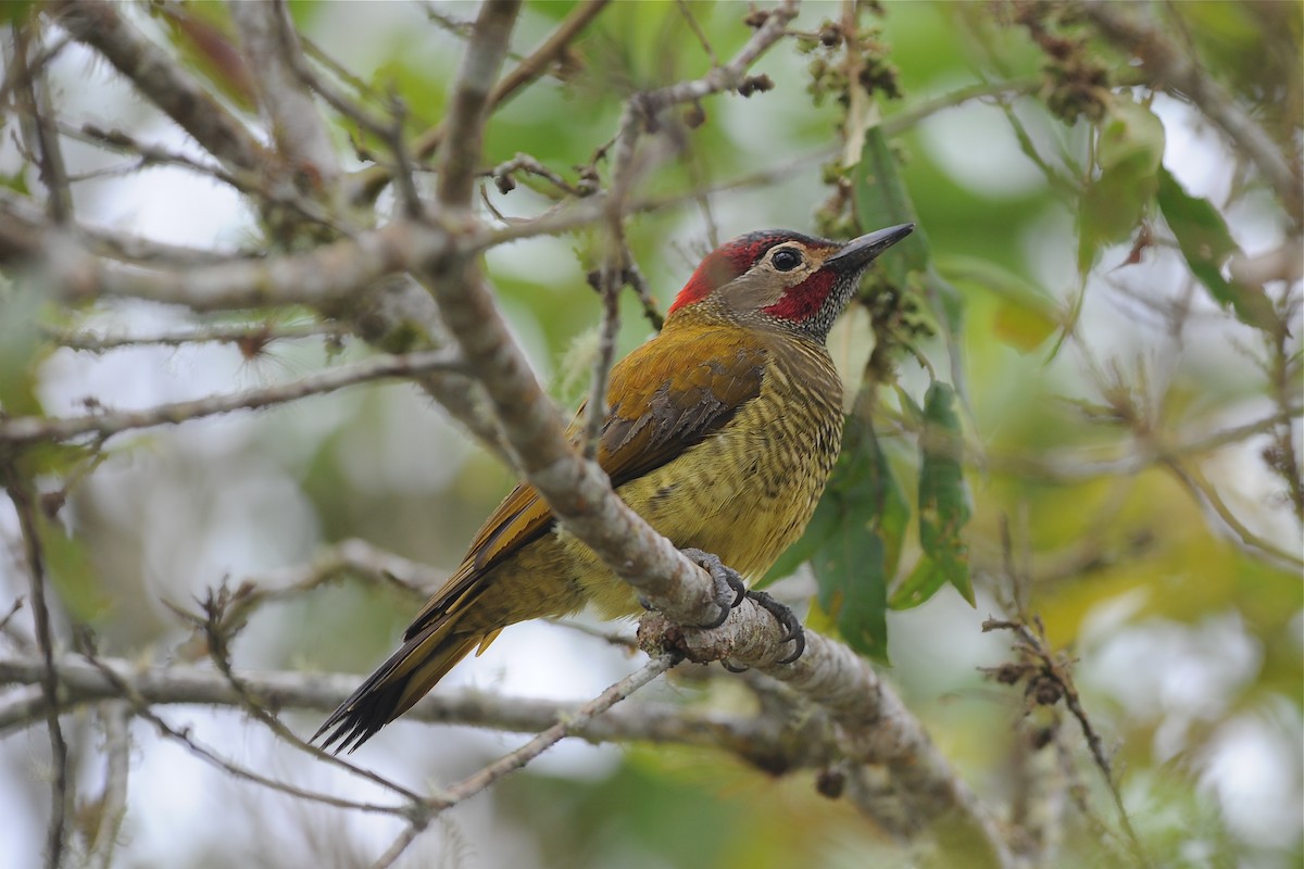 Golden-olive Woodpecker - Marc FASOL