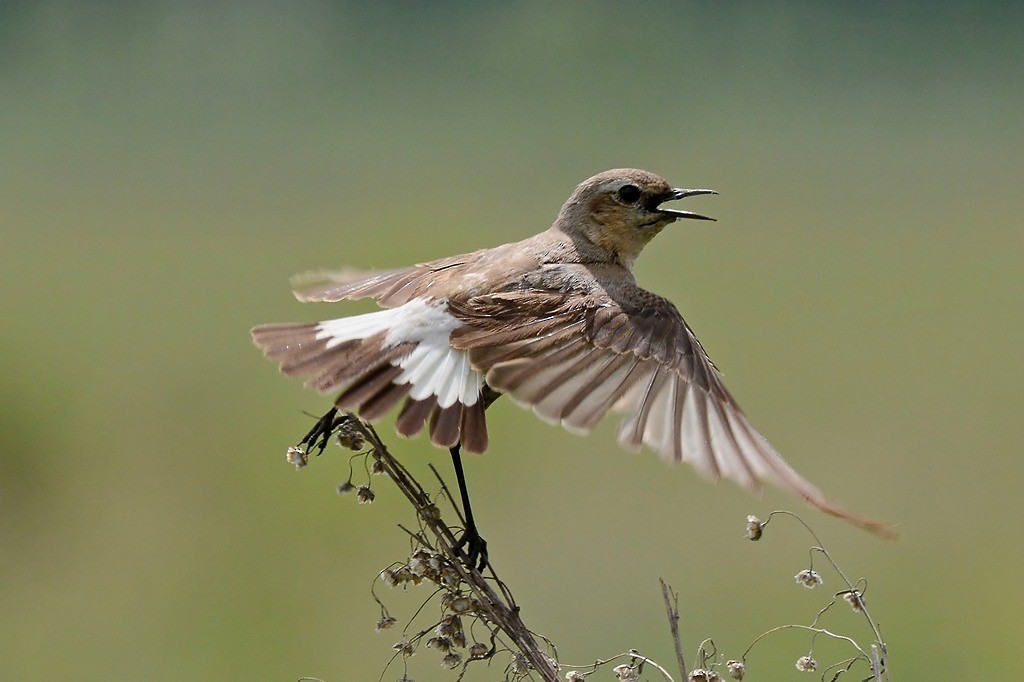 Northern Wheatear - Andrey Moskvichev