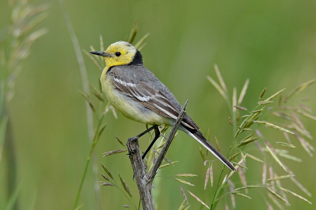 Citrine Wagtail - Andrey Moskvichev