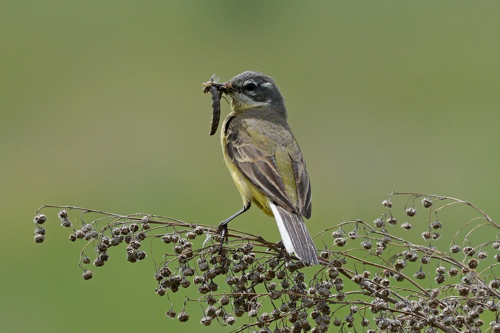 Western Yellow Wagtail (flava) - Andrey Moskvichev