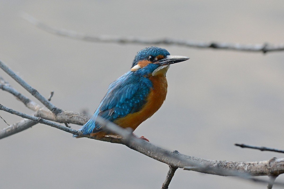 Common Kingfisher - Andrey Moskvichev