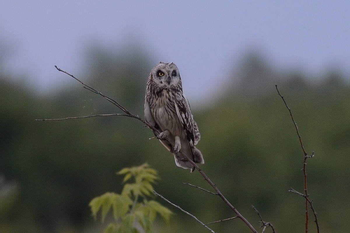 Short-eared Owl - ML204958471