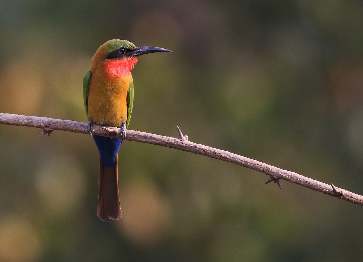 Red-throated Bee-eater - ML204958521