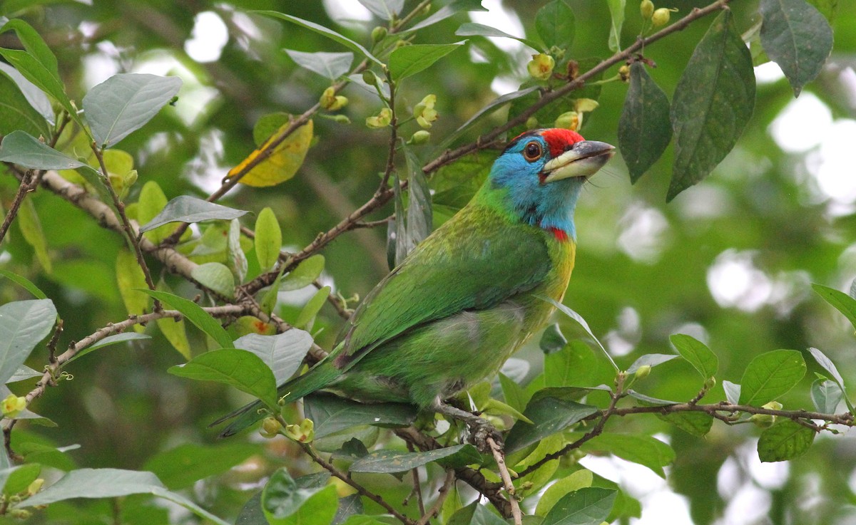 Blue-throated Barbet (Red-crowned) - ML204958631