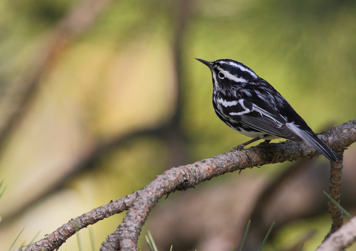 Black-and-white Warbler - ML204958701