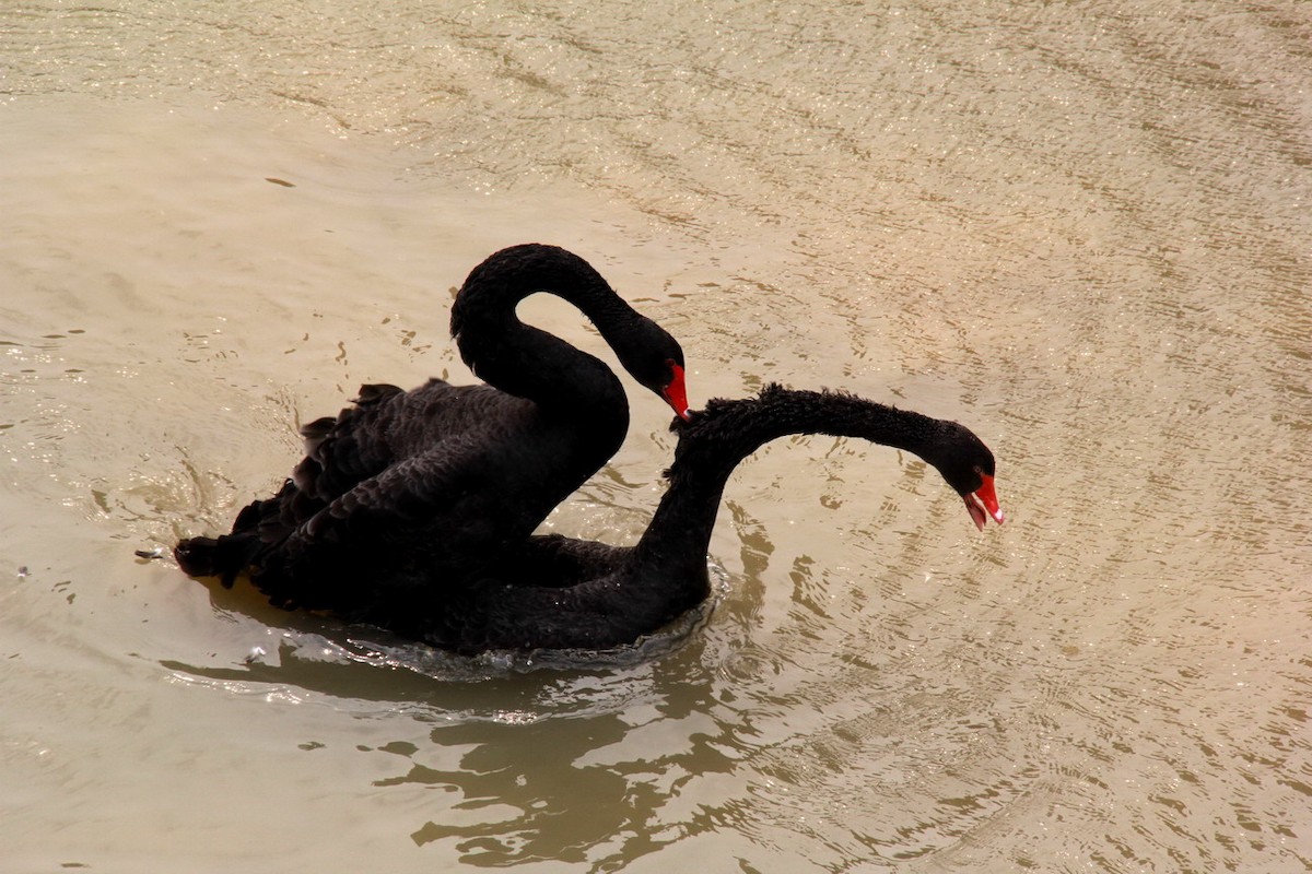 Black Swan - Marcos Wei