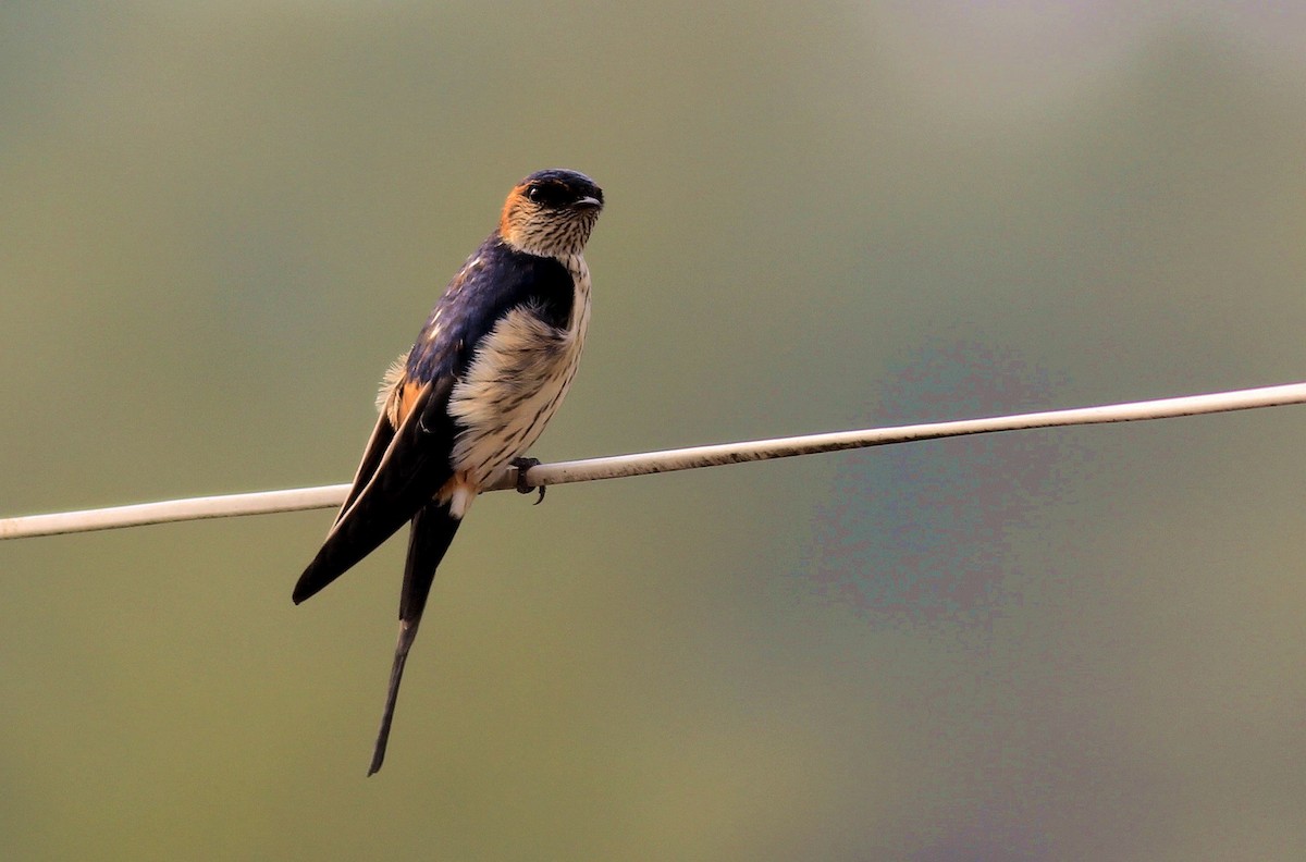 Red-rumped Swallow - Marcos Wei