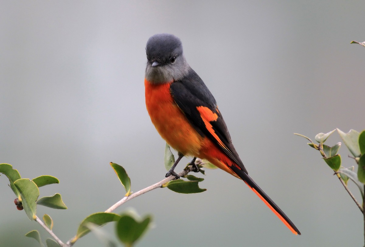 Gray-chinned Minivet (Gray-chinned) - Marcos Wei
