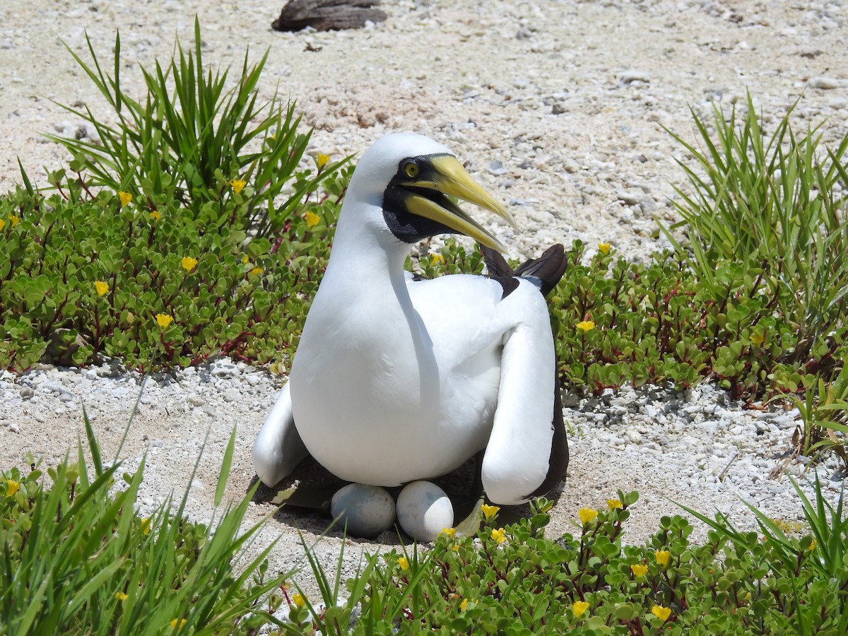 Masked Booby - Dr Michael White