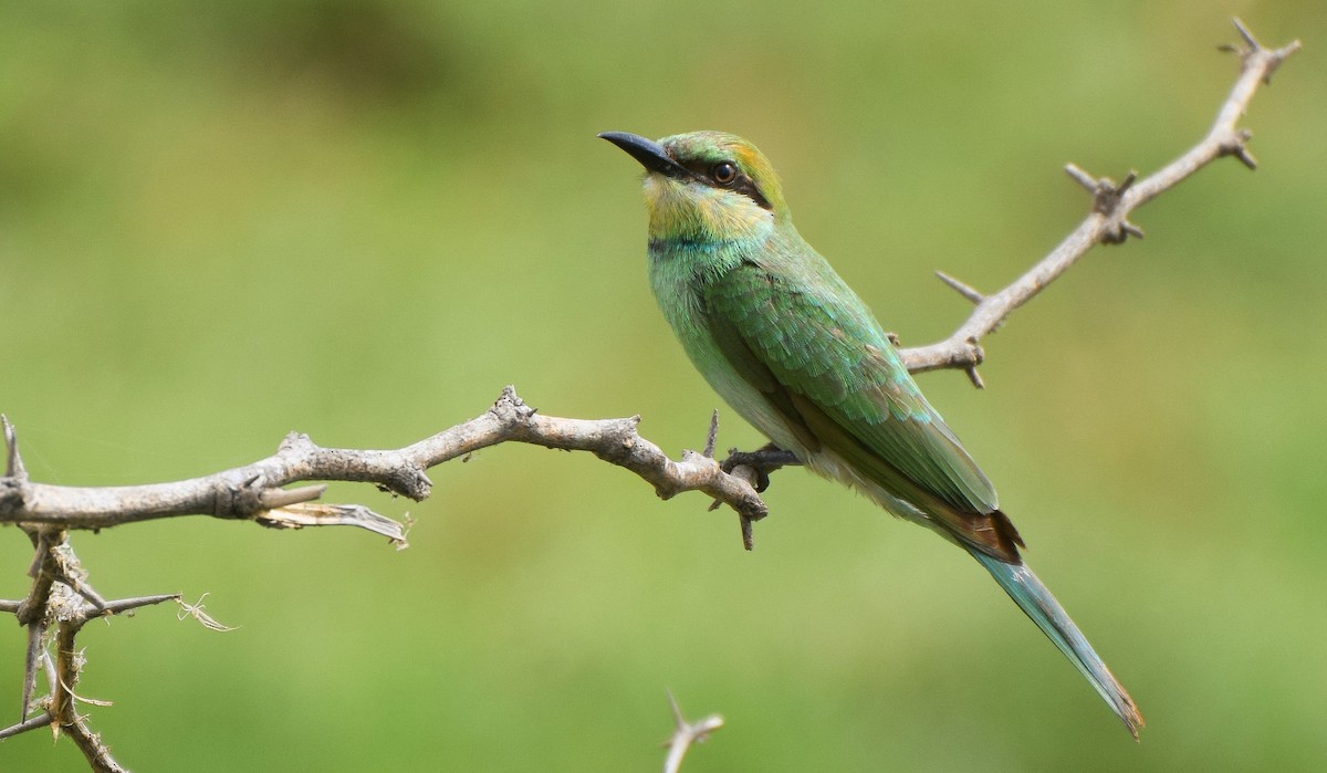 Asian Green Bee-eater - ML204959511