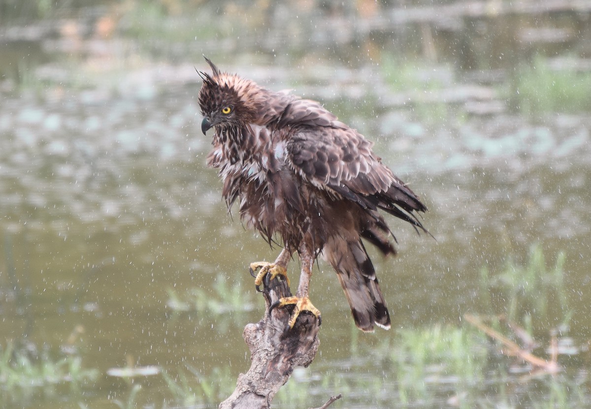 Changeable Hawk-Eagle (Crested) - Asiri  Gauthamadsa