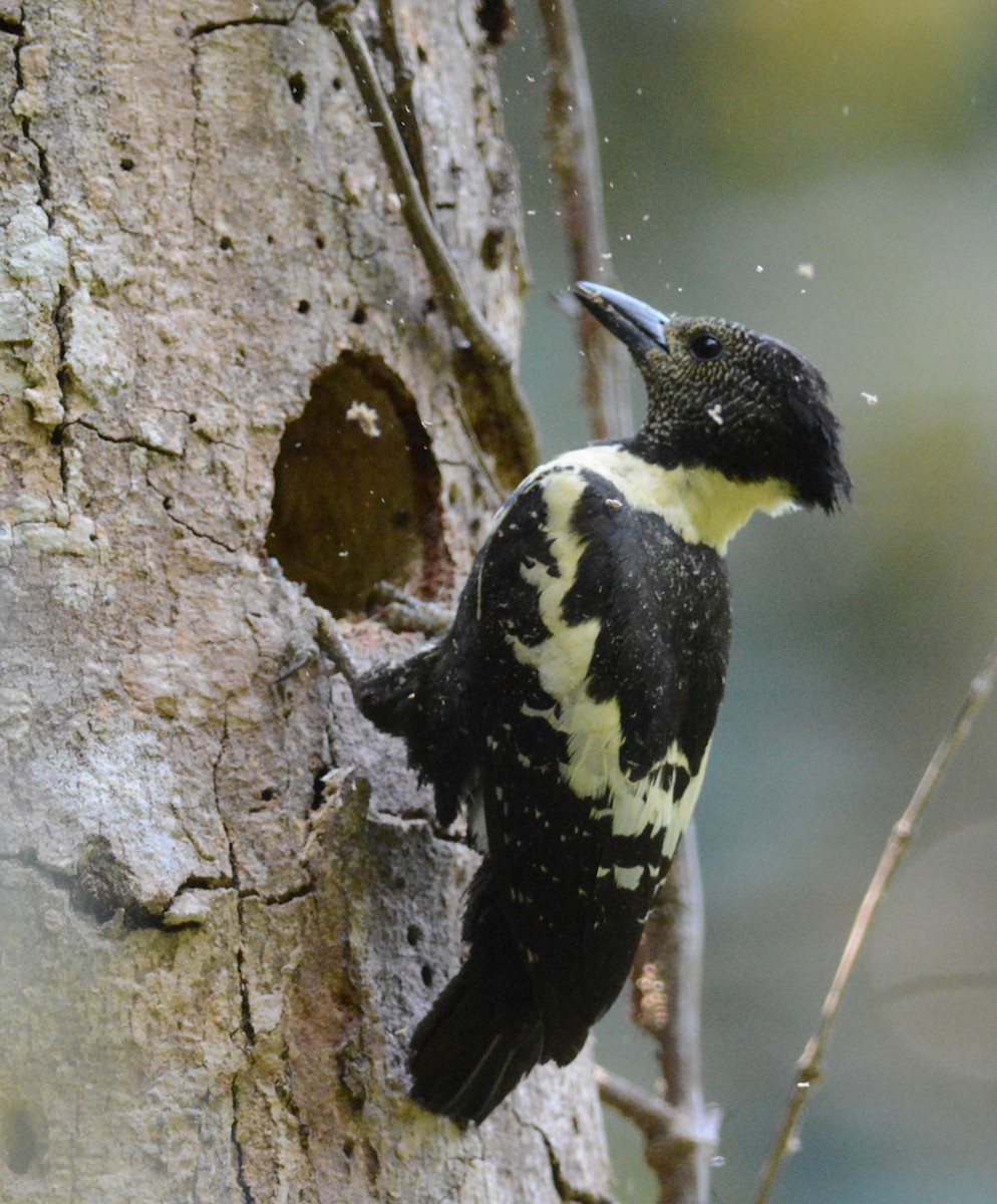 Black-and-buff Woodpecker - ML204959701