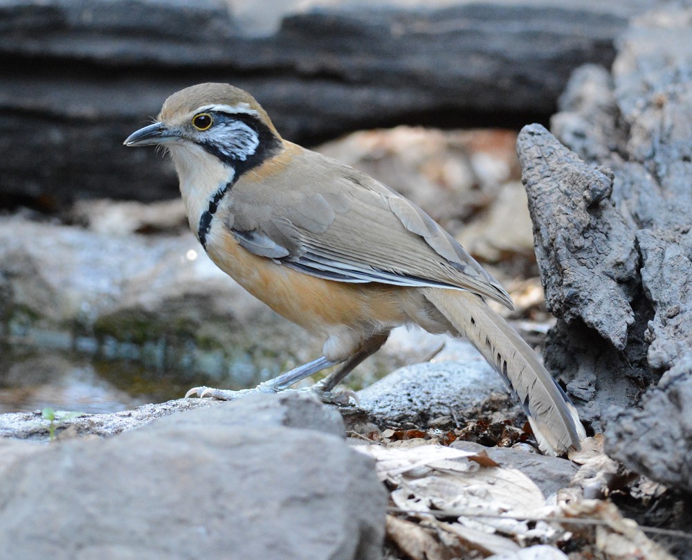 Greater Necklaced Laughingthrush - ML204959721
