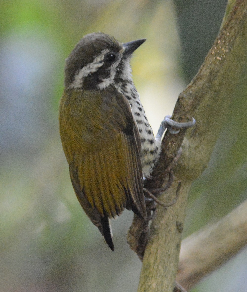 Speckled Piculet - ML204959751