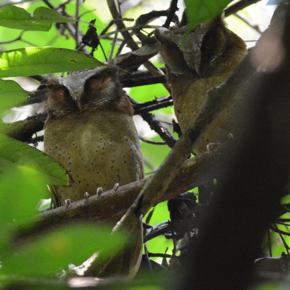 White-fronted Scops-Owl - Mark Van Beirs