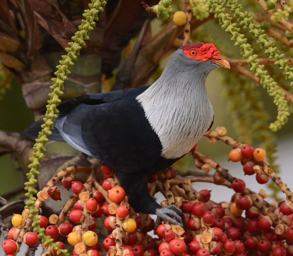 Seychelles Blue-Pigeon - Mark Van Beirs