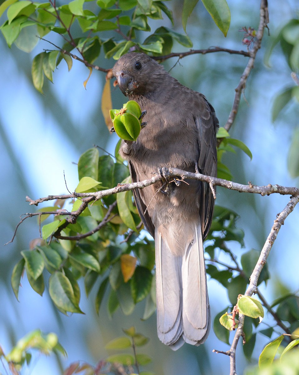Seychelles Parrot - Mark Van Beirs