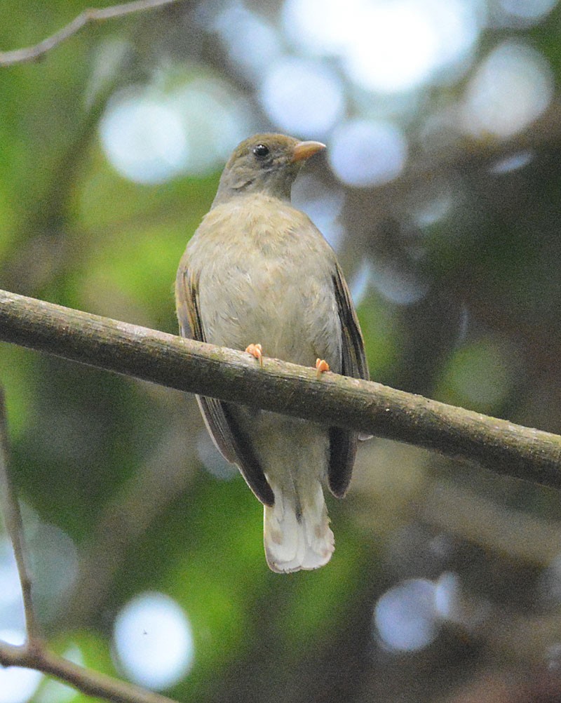 Yellow-footed Honeyguide - ML204960001