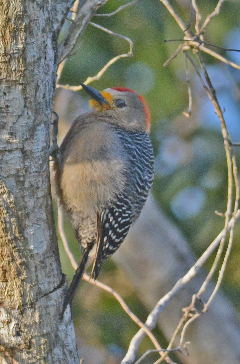 Yucatan Woodpecker - Mark Van Beirs