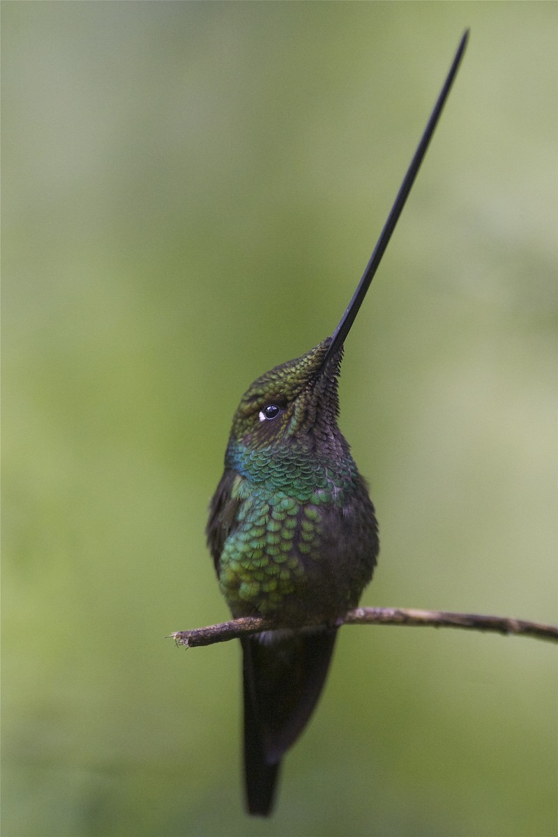Sword-billed Hummingbird - Marc FASOL