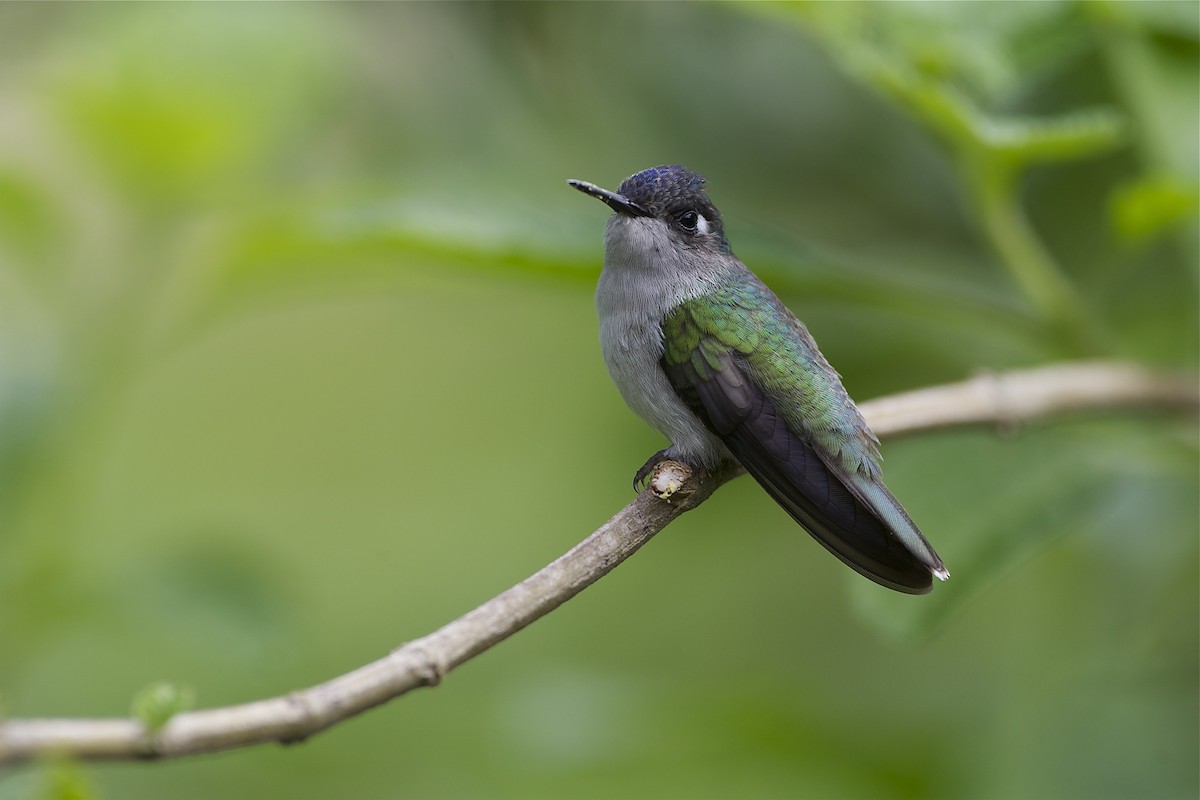 Violet-headed Hummingbird - Marc FASOL